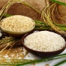 Production of Gilan Khazarian rice, sale of Sadri Hashmi and Kazemi local rice