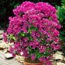 Sale of flowers and plants in the Gil-Gol collection in Rasht