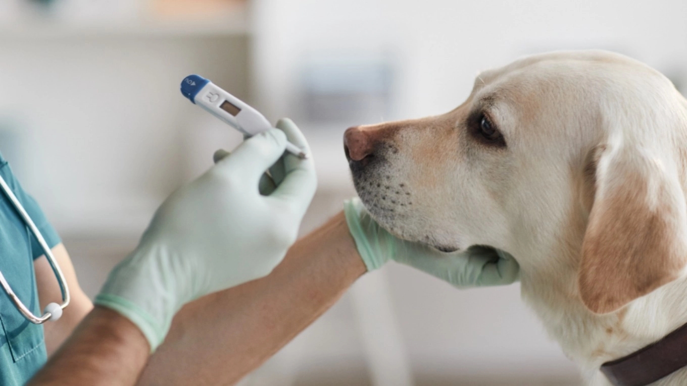 Dr. Rezazadeh veterinary pharmacy in Khammam, Gilan