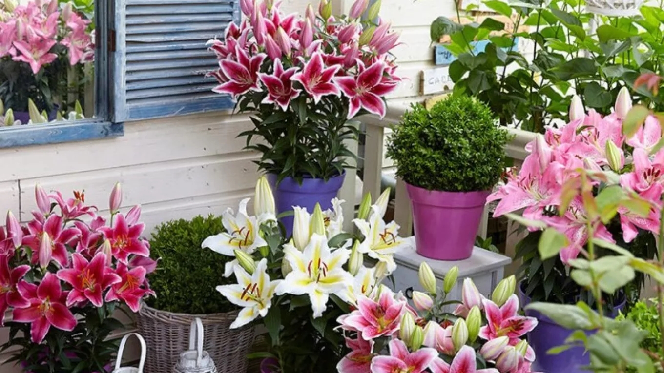 Lilium