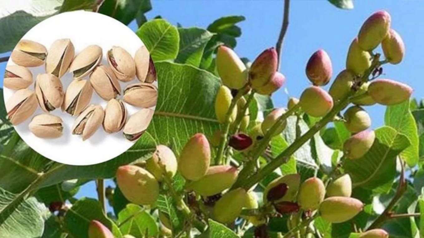 How is planting pistachios?