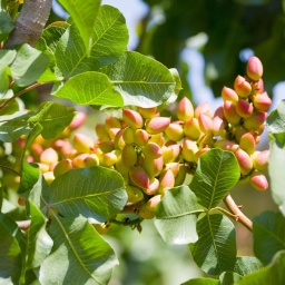 Moradi pistachio nursery in Torbet Jam
