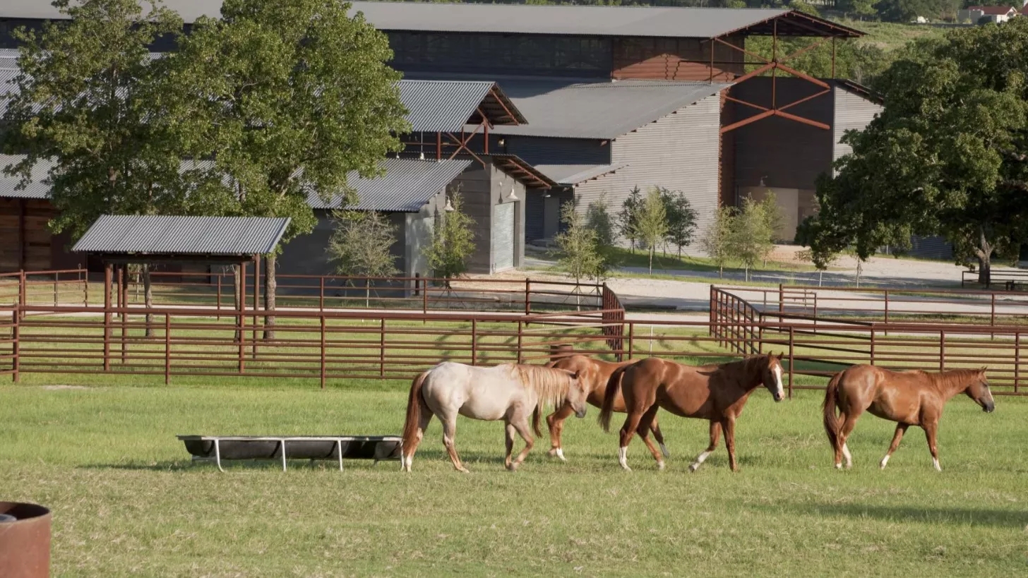 🛑 Types of horse breeding methods
