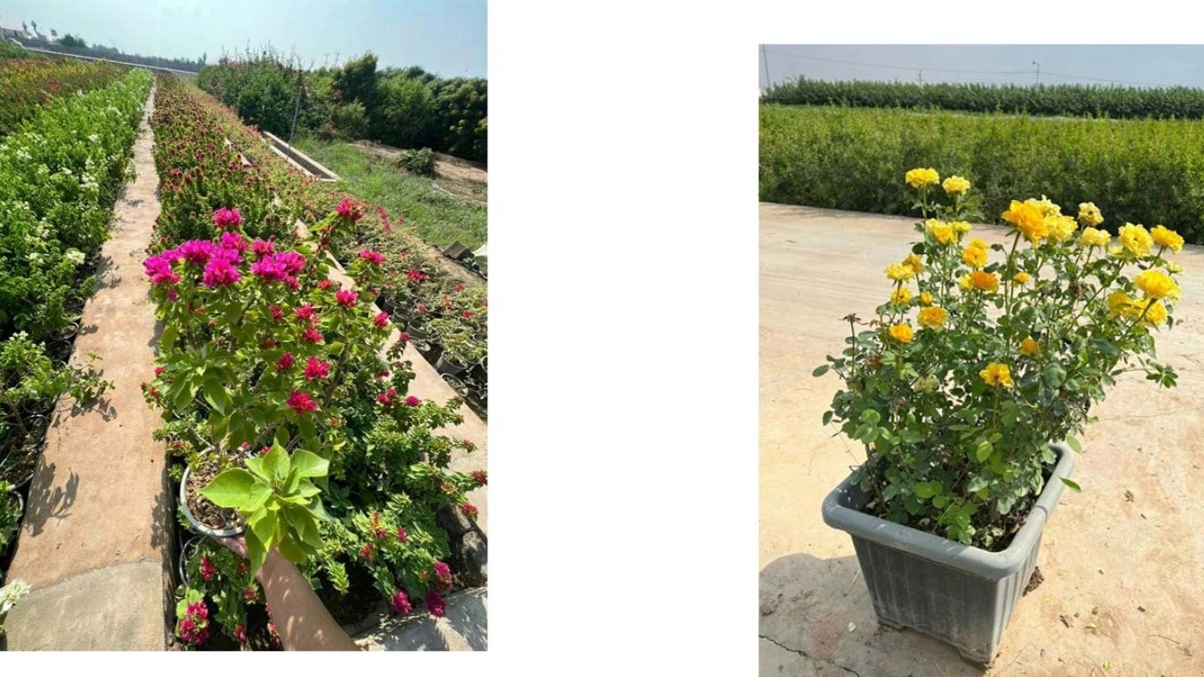 Safar Hindone Kar Merkez Anaokulu, Dezful, Khuzestan'da