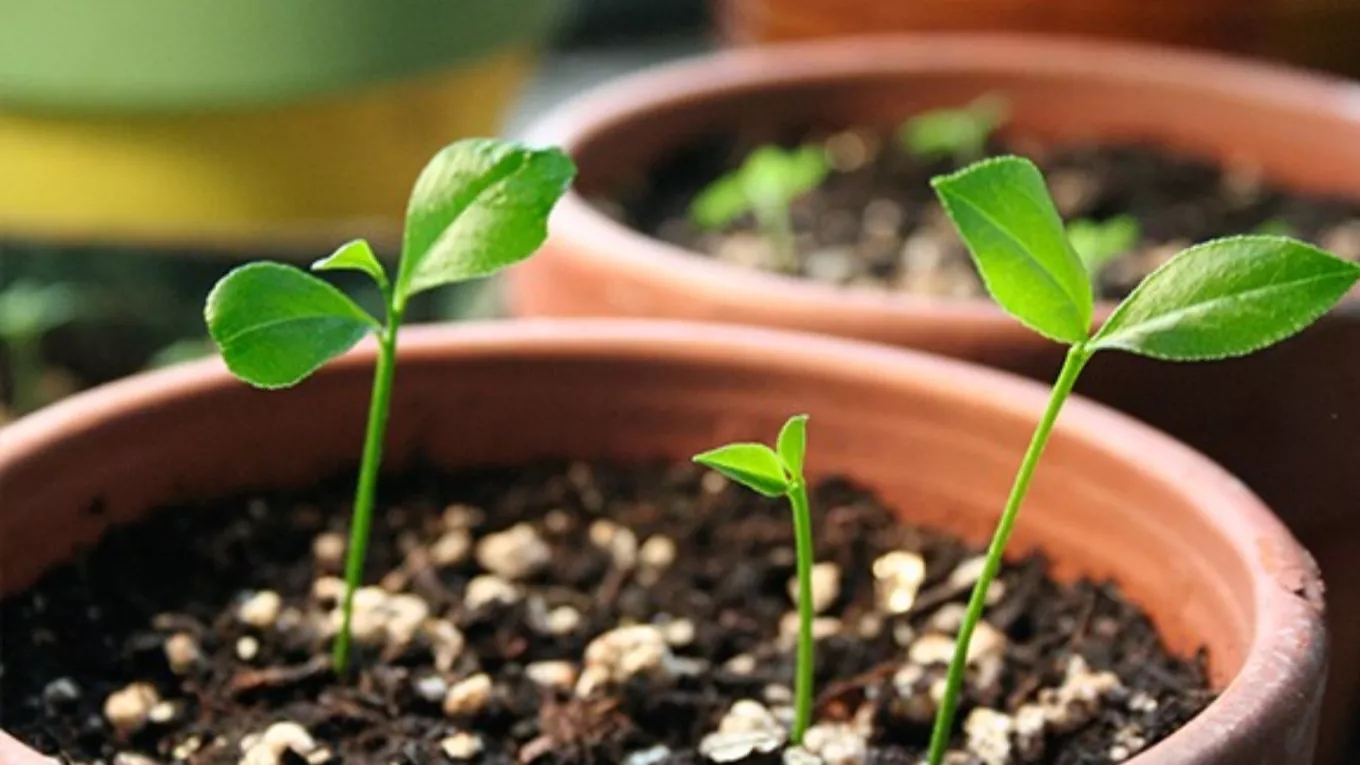 Teaching how to plant seedlings in principle