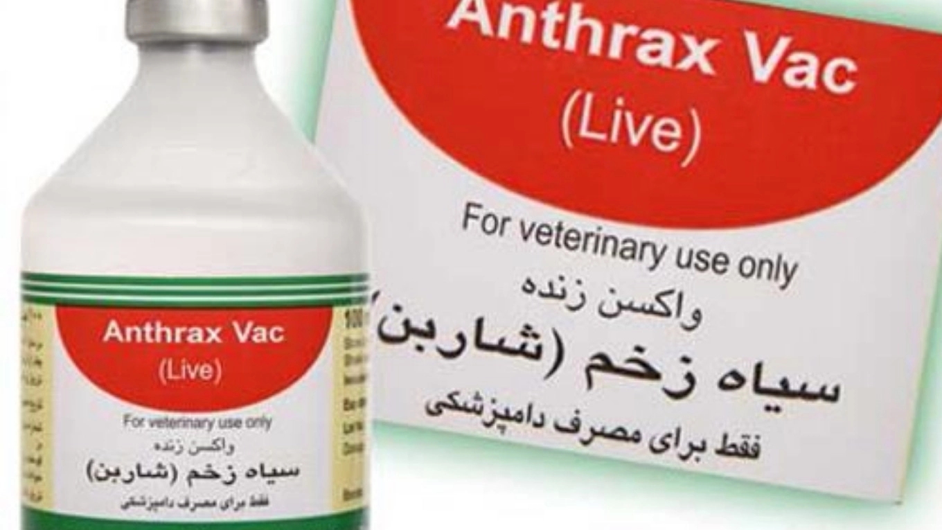 Acquaintance with animal vaccines (Anthrax vaccine)