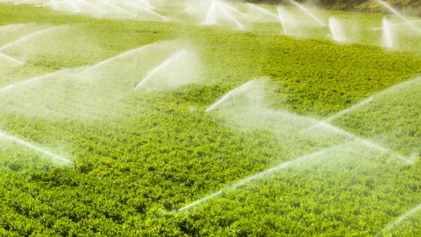Rain drip irrigation