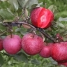 Heydaran Nursery in East Azerbaijan