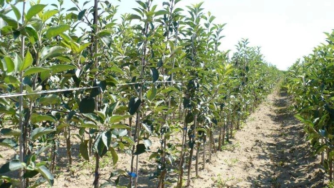 The difference between grafted walnut seedlings and seeded walnut seedlings