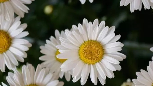 What should we plant in the garden?