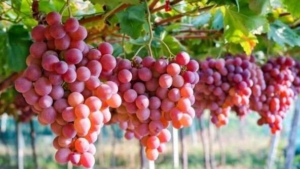 Grapevine and how to care for it