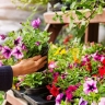 Ehsan Classic flower shop in Urmia