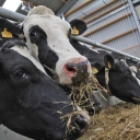 Zero to one hundred farmer livestock services in Mashhad