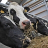 Zero to one hundred farmer livestock services in Mashhad