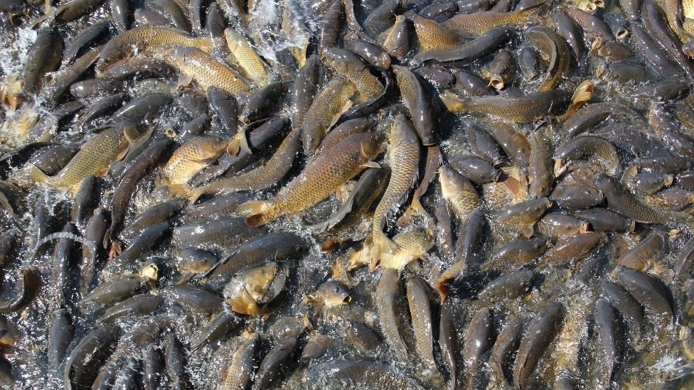 Nutritional factors effective in salmon growth Nutritional factors effective in salmon growth
