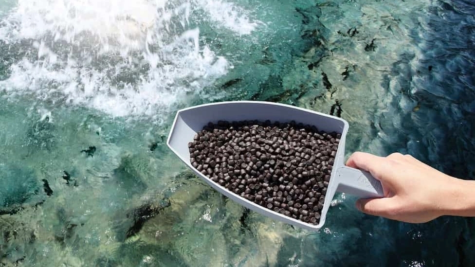 Different forms of trout food