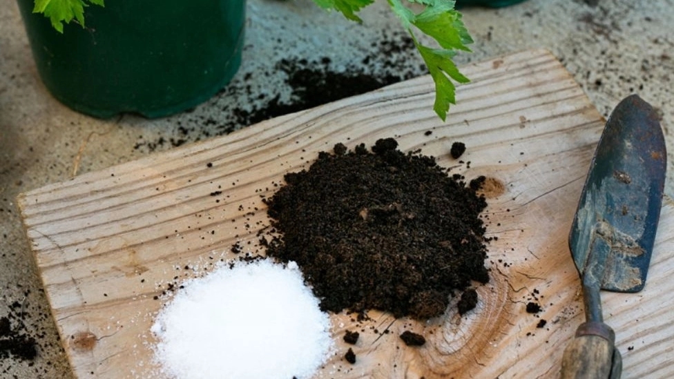 Types of soil for houseplants Types of soil for houseplants