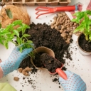 Sultani potting soil production in Mashhad
