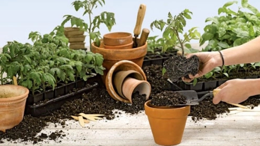 Sultani potting soil production in Mashhad