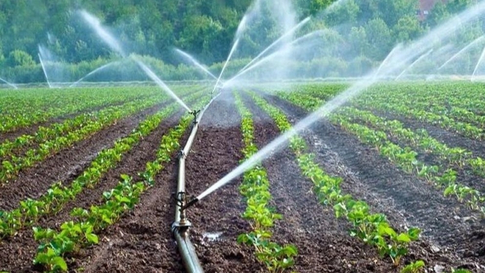 How to water newly planted seedlings?