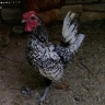 Production of cleaning saberit eggs in Kashmer, Khorasan, Razavi