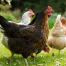 Wholesale sale of Brahma Faizi chickens and roosters in Gilan