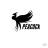 Sales agent for hatching and selling peacock chicks in Amal