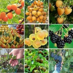 Simin Nahal nursery in Miandoab