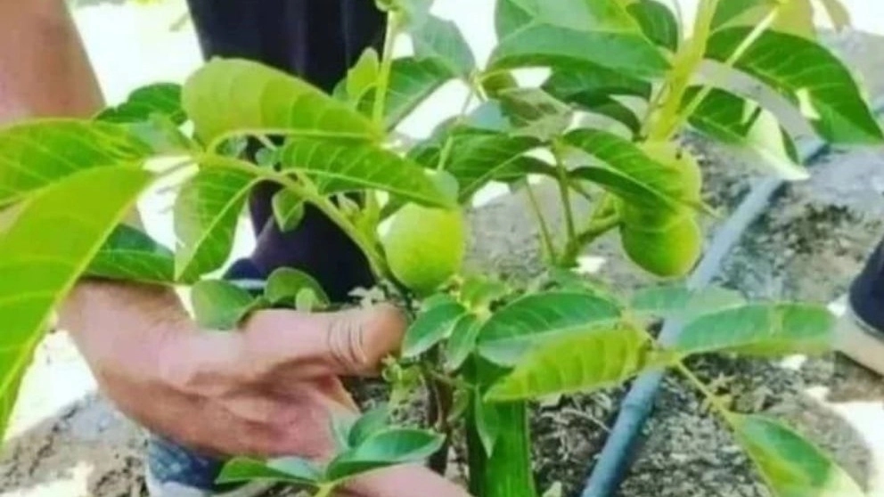 Grafted Chandler walnut seedlings