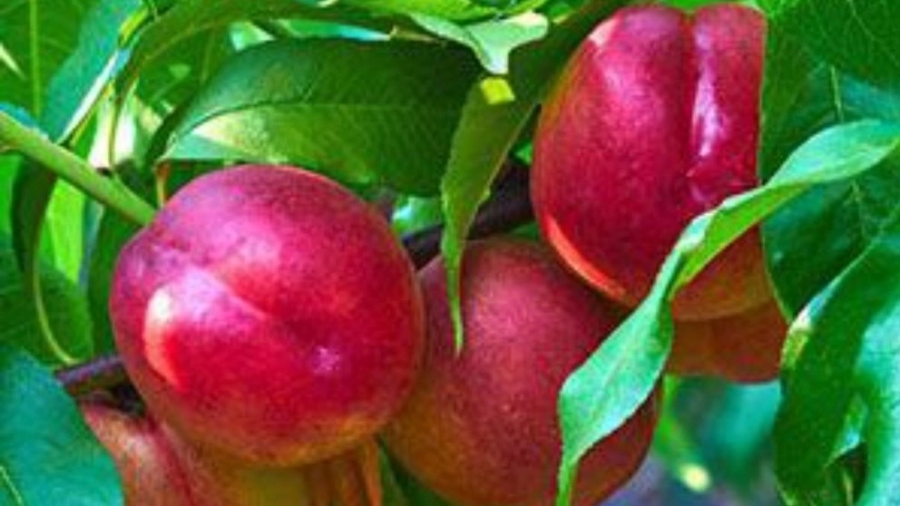 Sale of nectarine saplings in the nursery of Nahal city