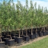 Bashirzadeh nursery in Tabriz
