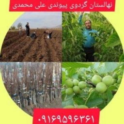 مشتل نازانين لزراعة الجوز في دشت الشاطر