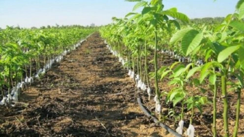 أنواع طرق ري الجوز
