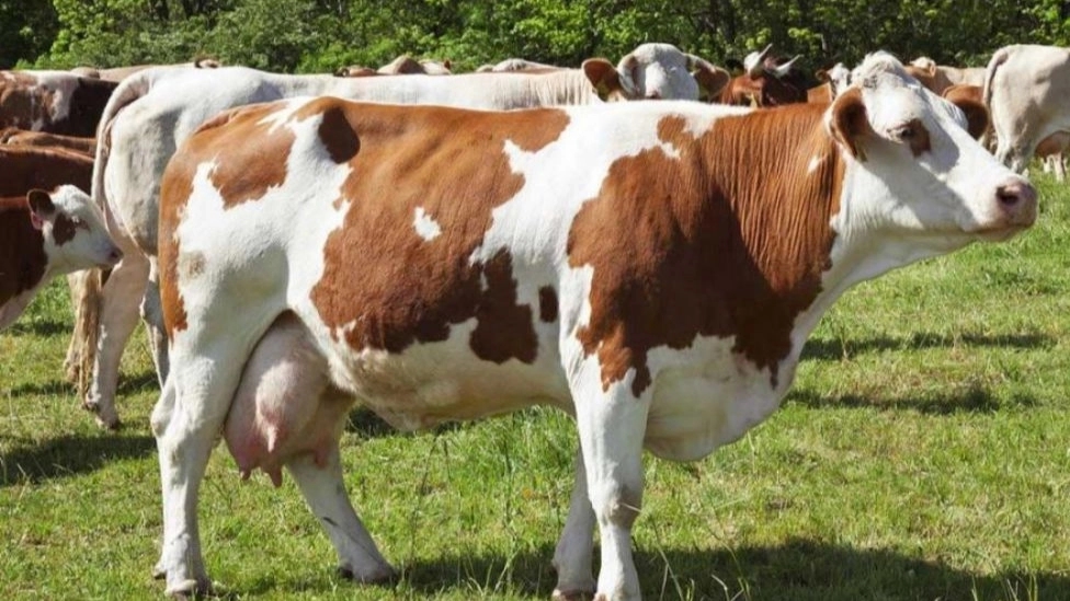 Simmental sığır ırkının tanıtılması