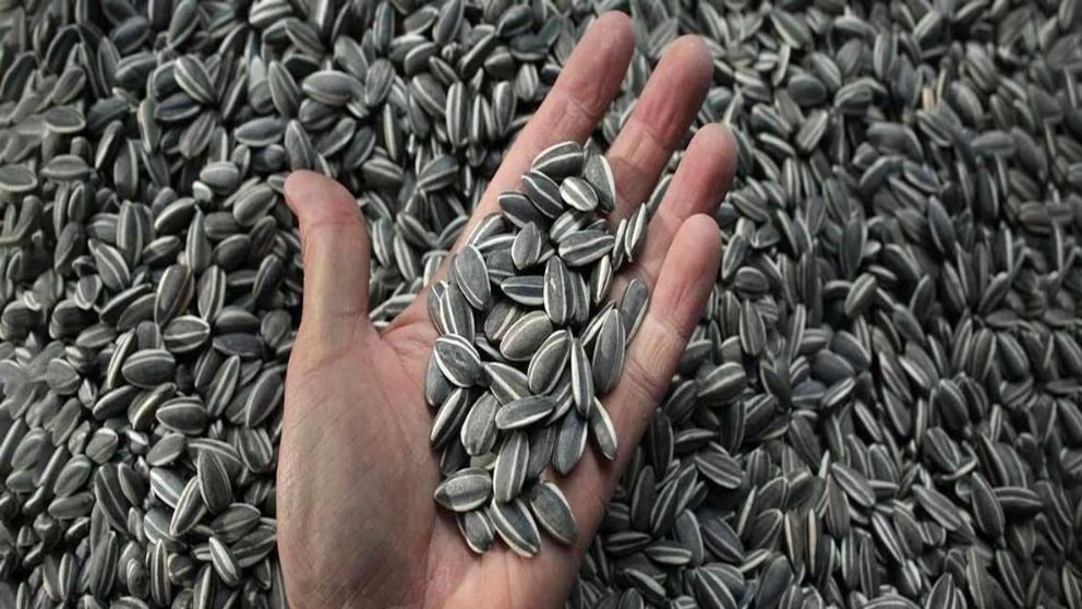 The unique properties of sunflower seeds