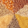 Wholesale sale of Caspian grain livestock and poultry feed in Tehran