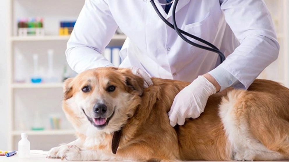 All kinds of dog diseases