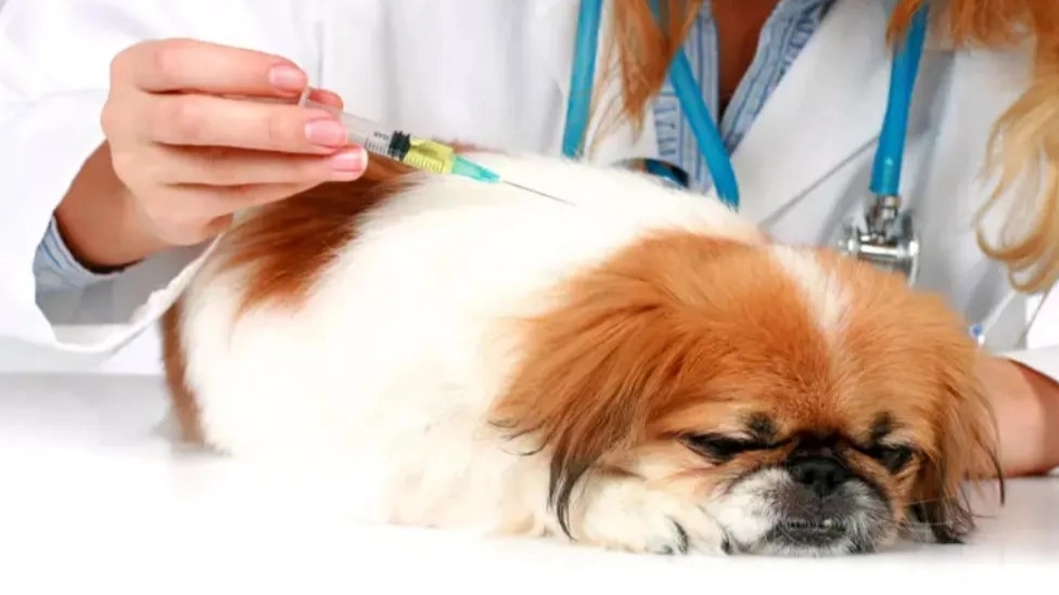 Which vaccines do puppies need?