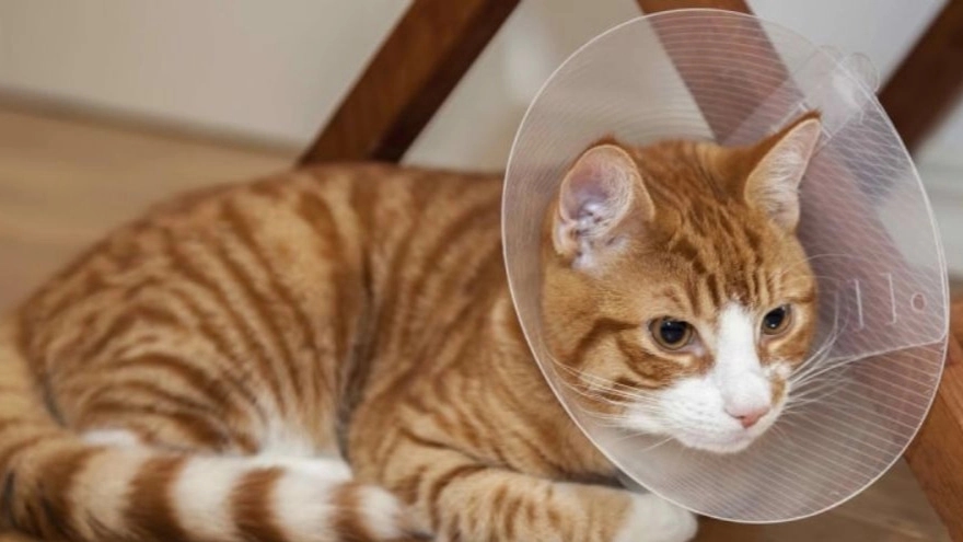 What effect does sterilization have on animal behavior?
