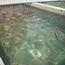 Abad Karaj Fish House