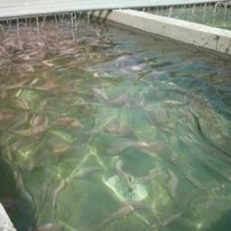 Abad Karaj Fish House