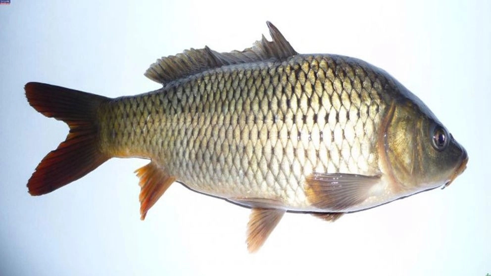 11 benefits of eating fish for body health