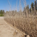 Buying and selling all kinds of seedlings in Shamshiri nursery in Razavi Khorasan