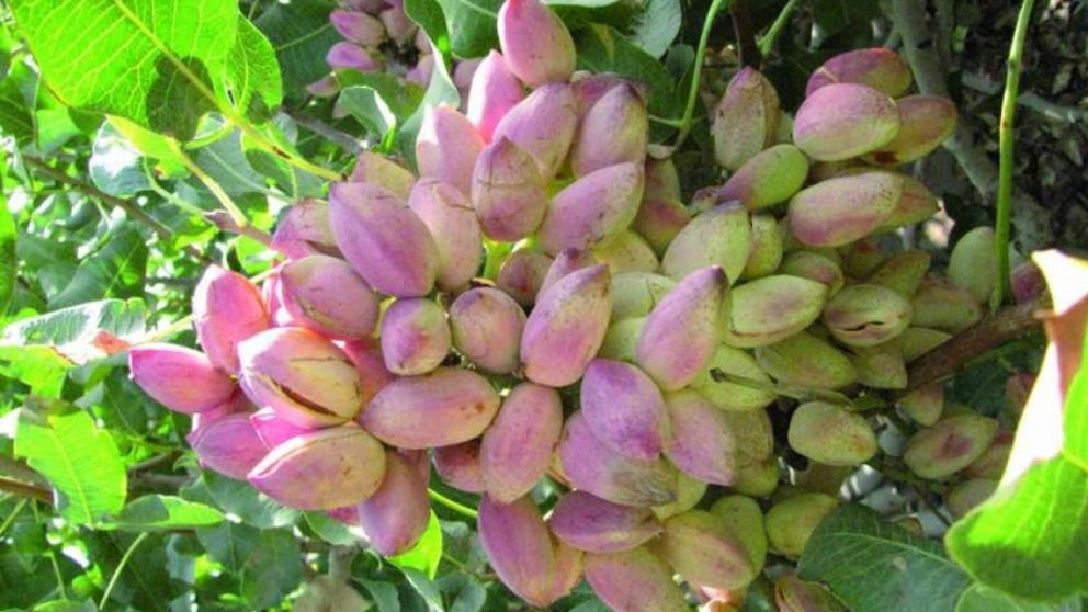 How to care for pistachio seedlings