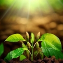 Production and sale of Mohammadosh seedlings and citrus fruits in Urmia