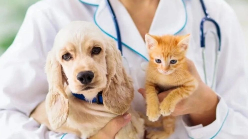 Introduction of the field of veterinary medicine