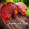 Ganoderma Nurmohamedian, production and distribution of pure Ganoderma mushroom in Kerman