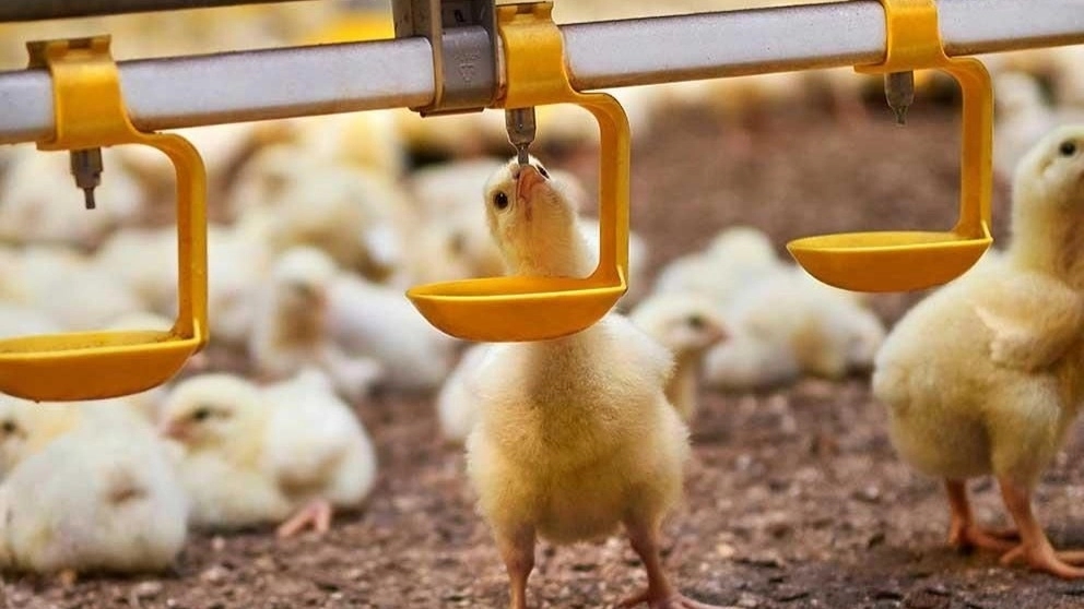 Drinking system and its types for breeding poultry Drinking system and its types for breeding poultry