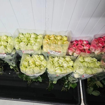 1723108362469.webp