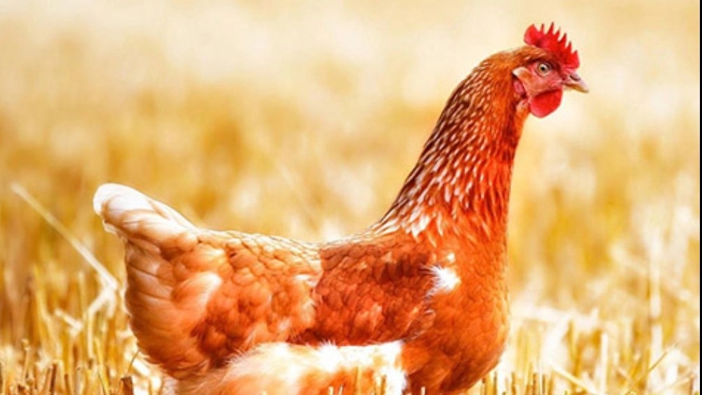 Süper Tavuk yerli tavuğun besin değeri (en iyi tavuk)